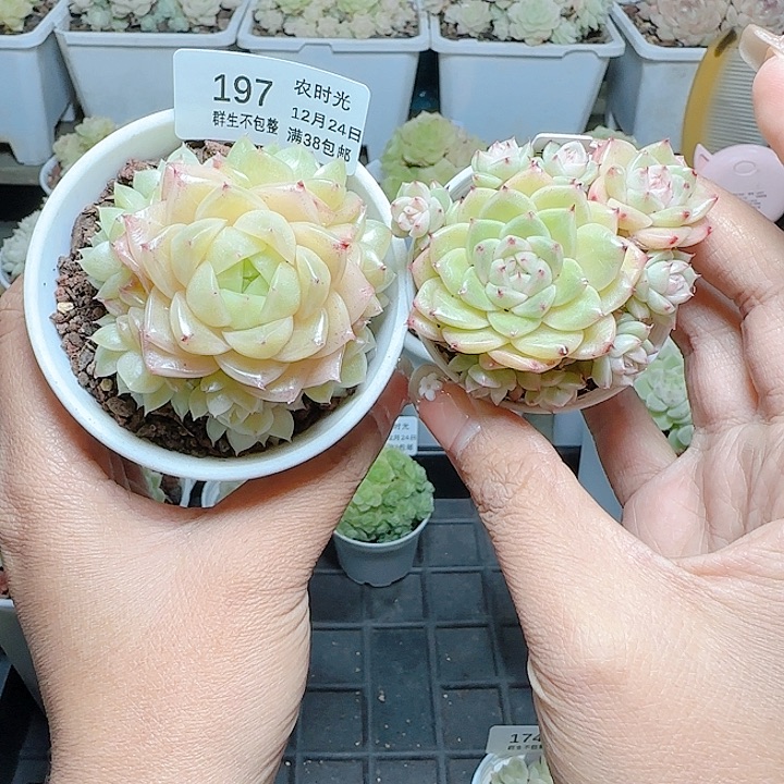 M***y1224-197fm-20-1+m1-249-1麦杆