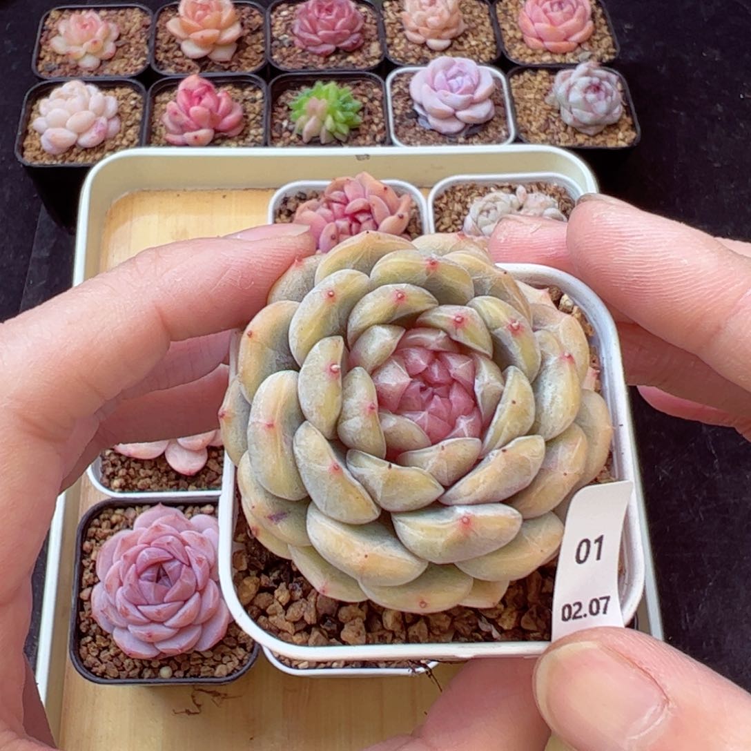 白恋01、哈哈哈哈