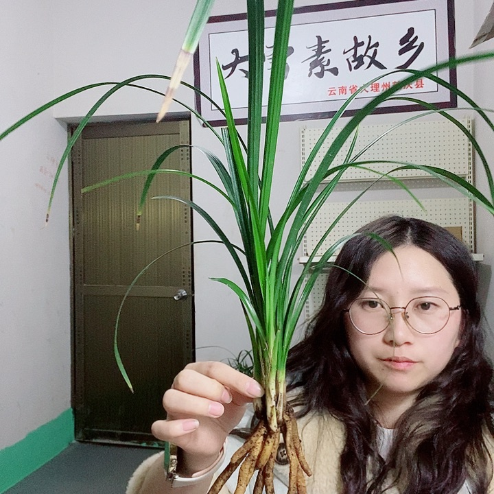 完全开放大雪素大雪素