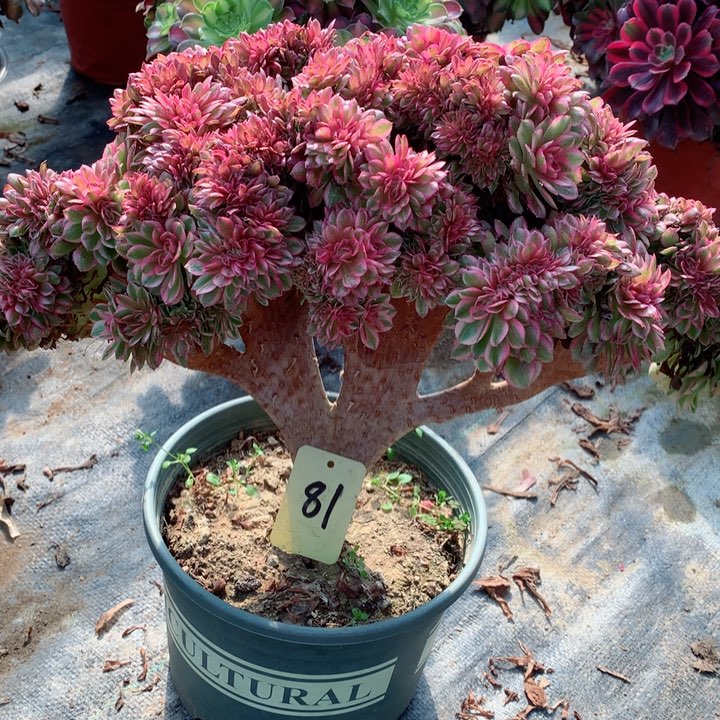 81倾城缀多肉111111