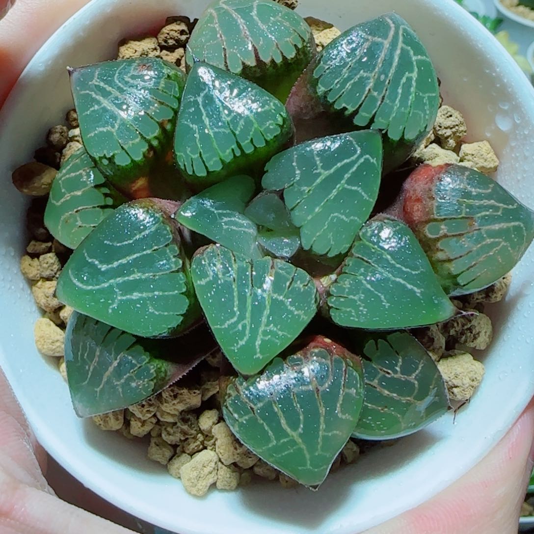 爱神克多肉植物 