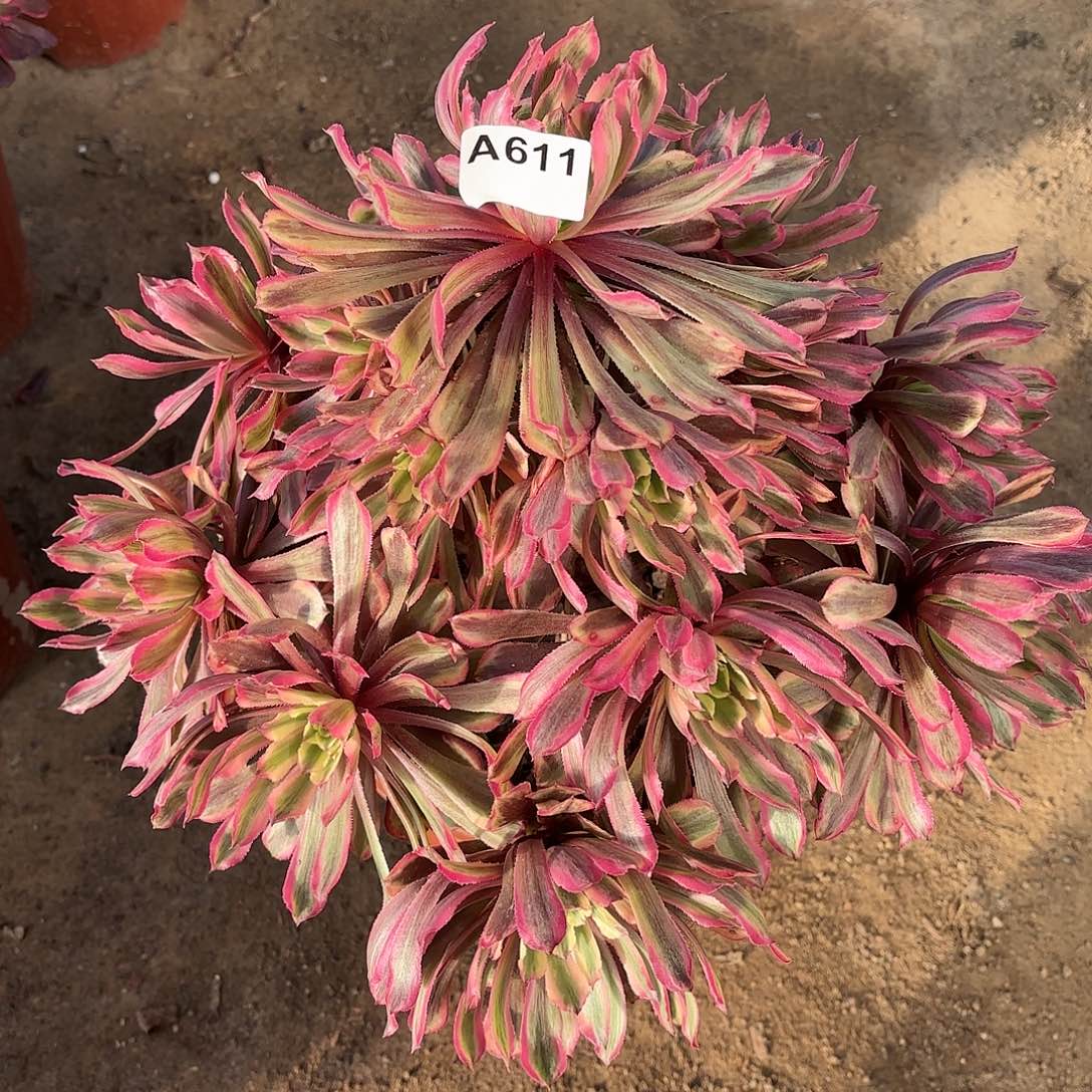 多肉法师糖果粉黛611