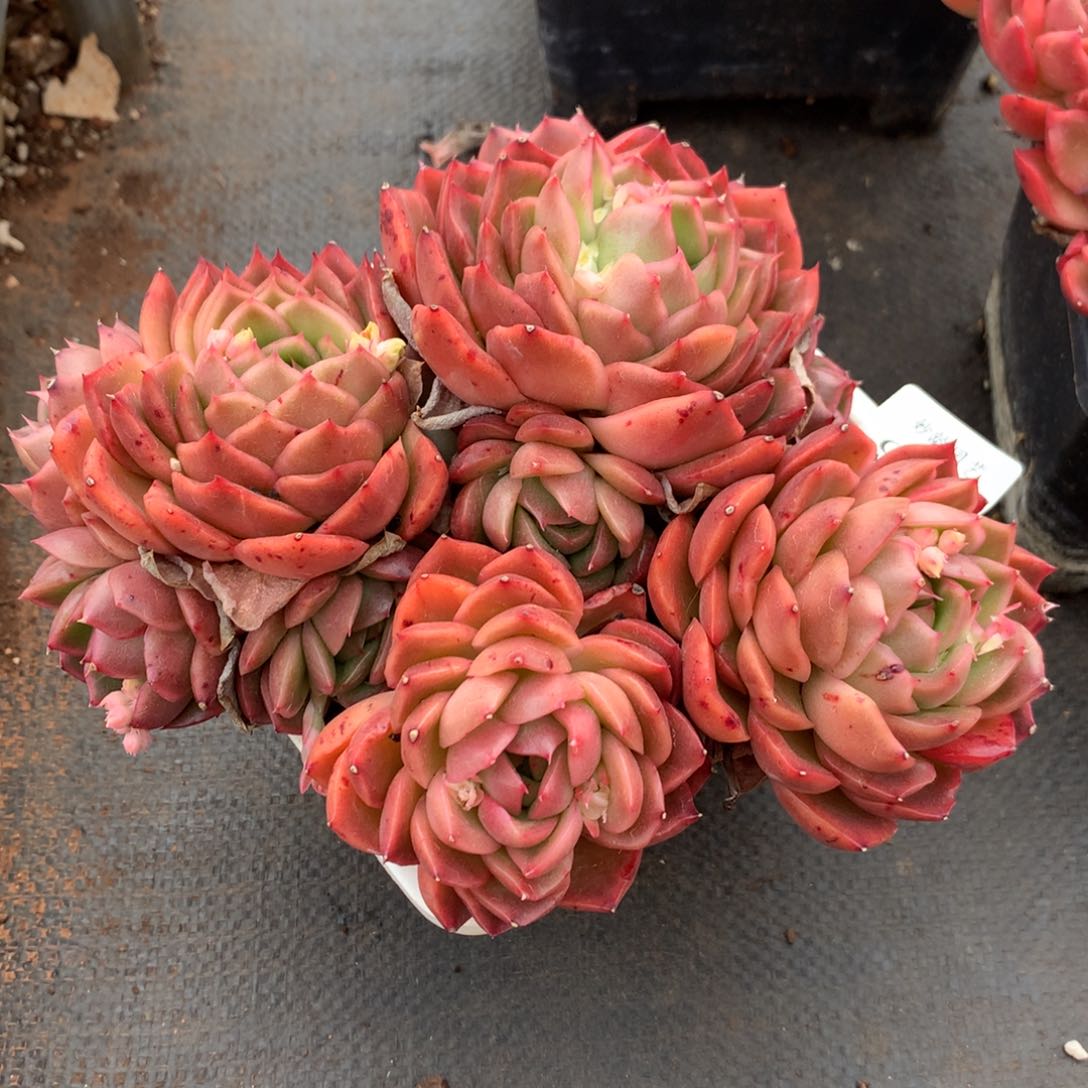 946杂交精品基地1冠