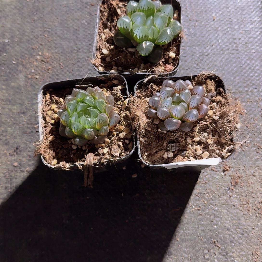 直播福利一物一拍143
