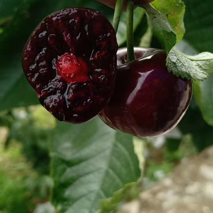 智利进口桑提娜车厘子海运JD包甜新鲜原装净重5斤礼盒装桑提娜樱桃智利共和国