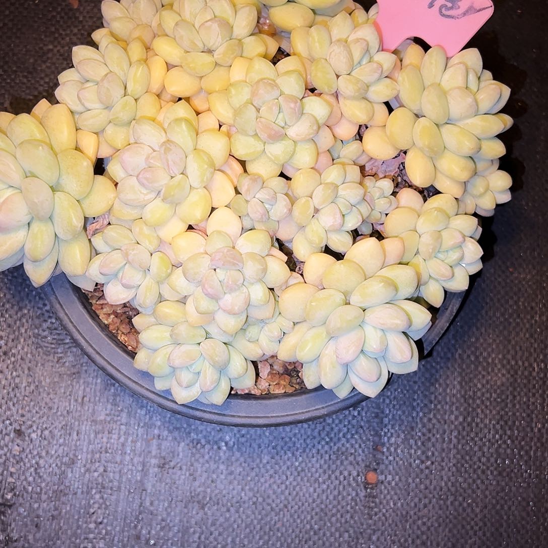 泡泡糖泡泡糖泡泡糖