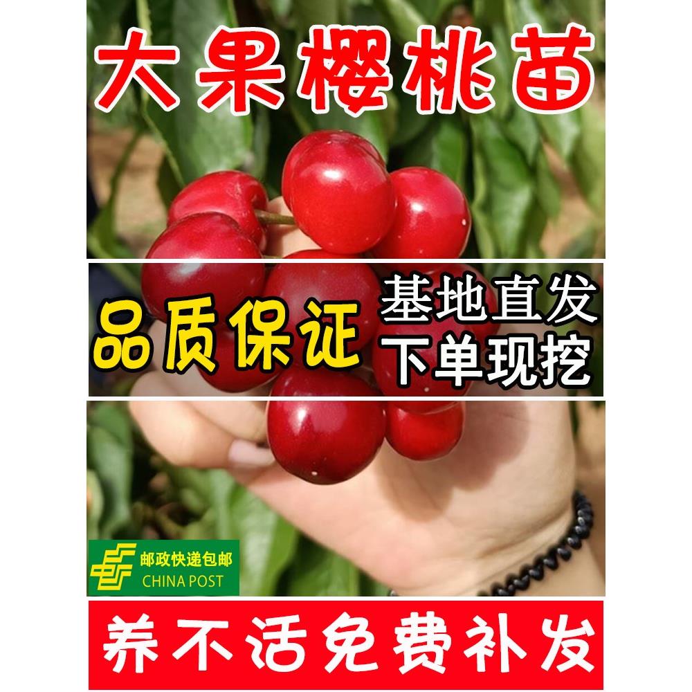 车厘子树苗南方种植北方樱桃树大樱桃苗盆栽矮化庭院果苗樱桃树苖