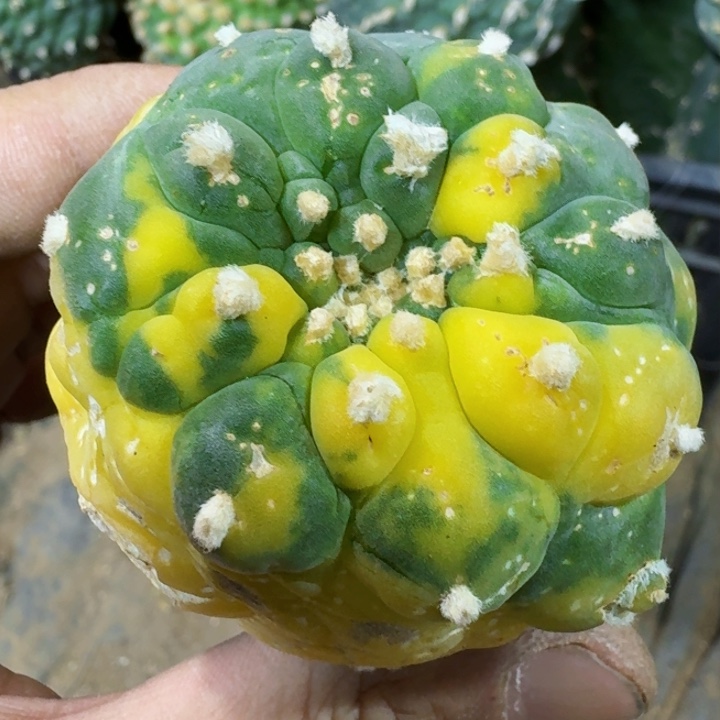福利苗接仙锦0748