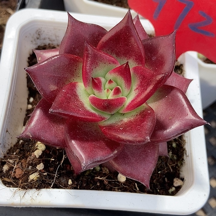 多肉植物红毯972多肉