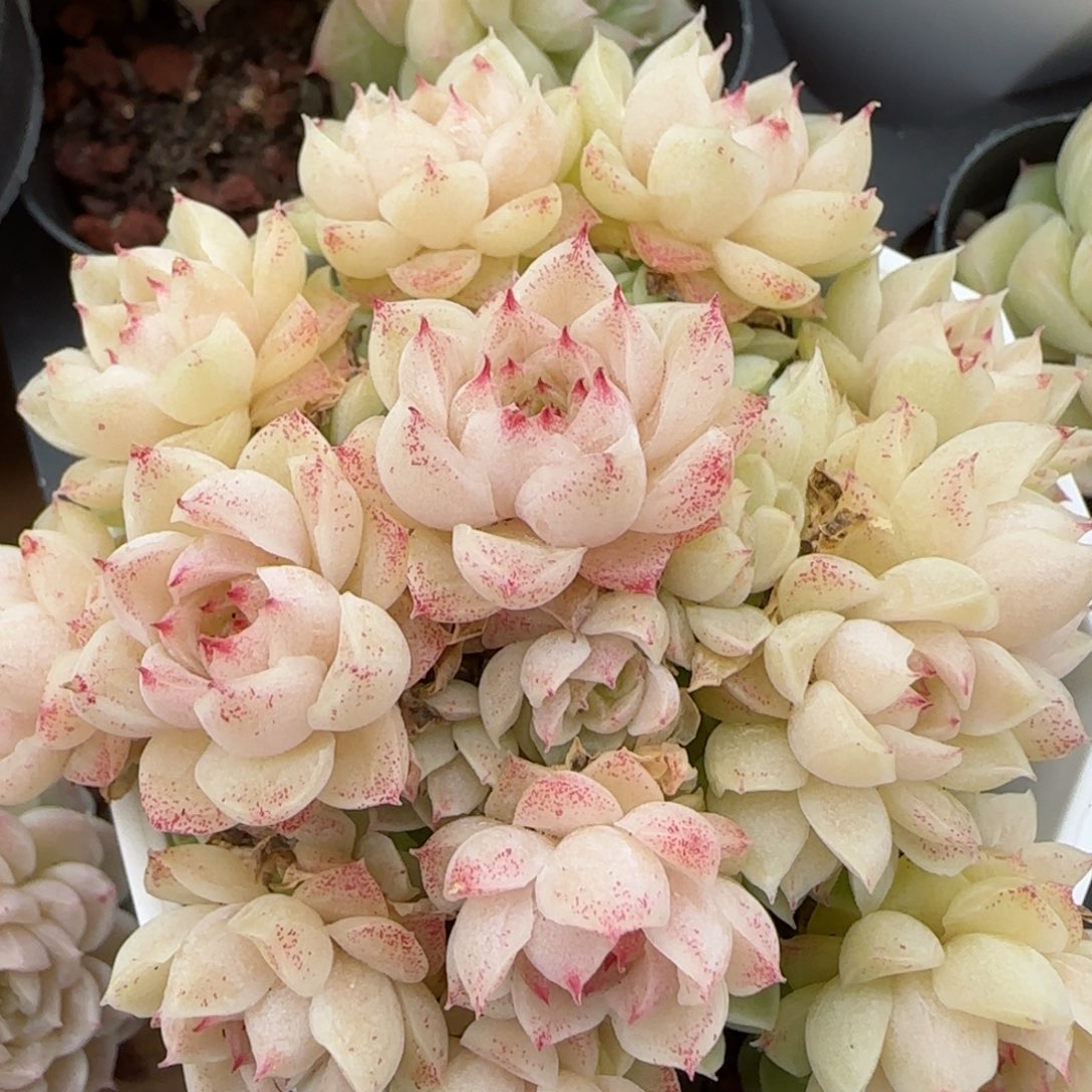 花语逸镜0204-323散