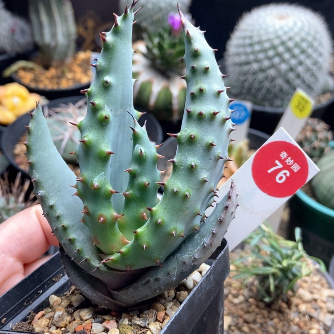 鬼切芦荟一棵仙人球