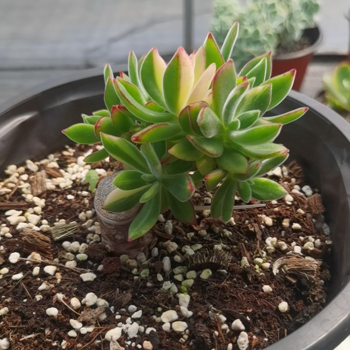 景晃星超白锦带嫁木发