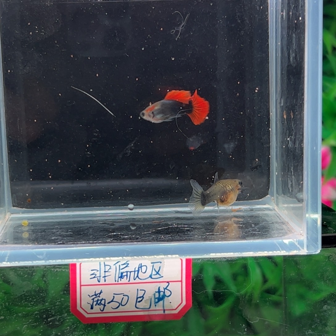 孔雀鱼红尾向日葵11111111