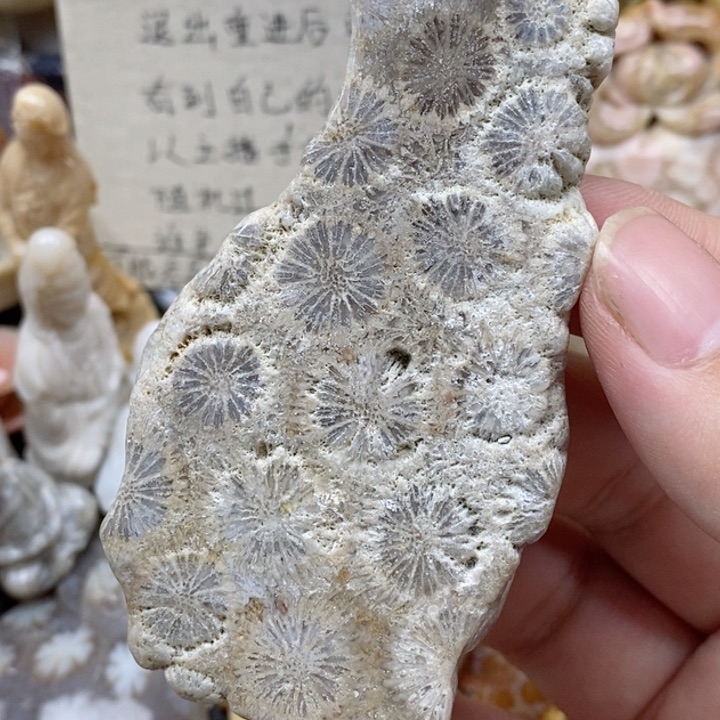 硅化珊瑚（珊瑚玉）未镶嵌颈饰