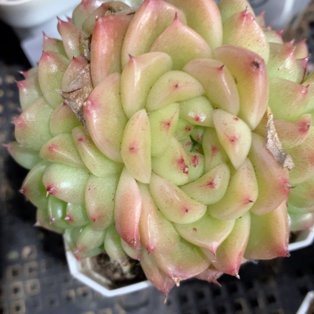0308-151 麦杆优选
