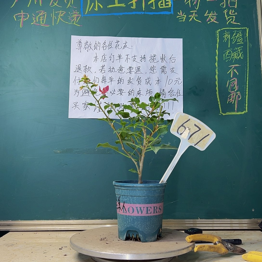 当前无花栽培后可以开花福利 黑美人 671