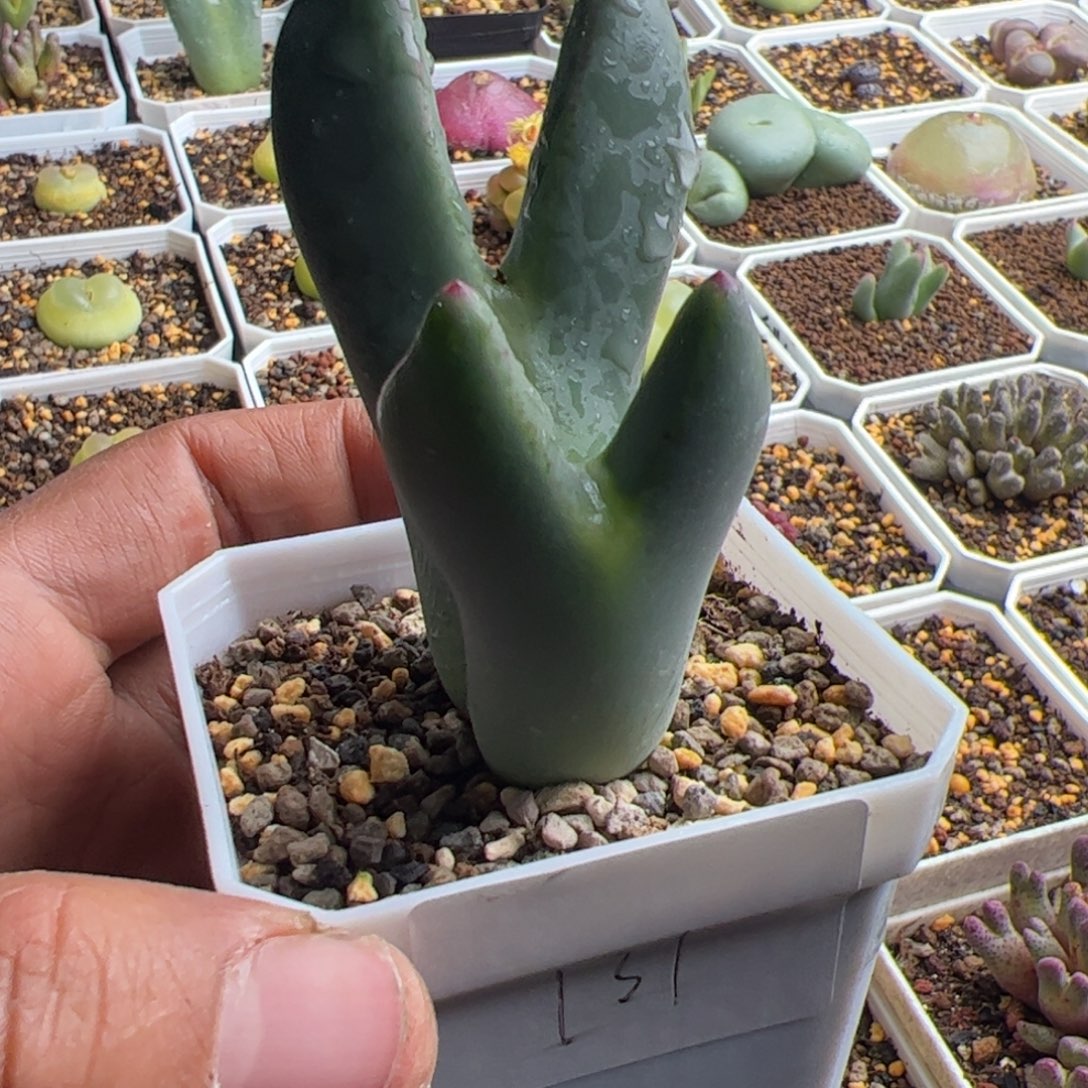 12.1巨将多肉植物131