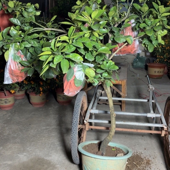 戒***烟完全开放一物一拍