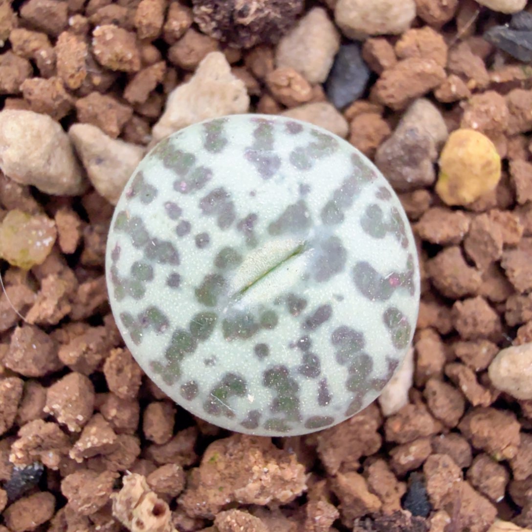 韩国大妈TS603后代 12-24-L13