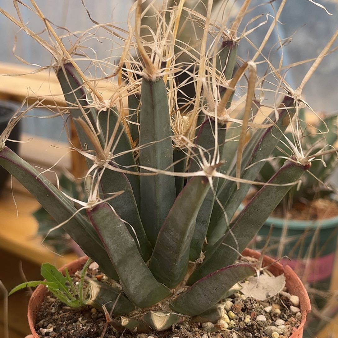 潮流植物单头光山