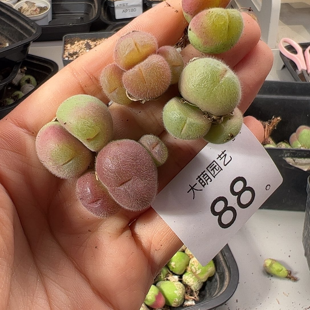 一物一拍         88