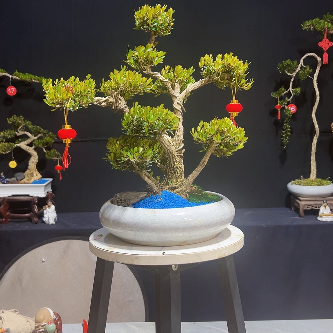 绿植广东皱皮黄杨木