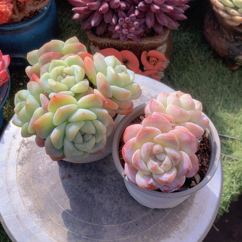 【闪购商品】@****彩虹冰玉