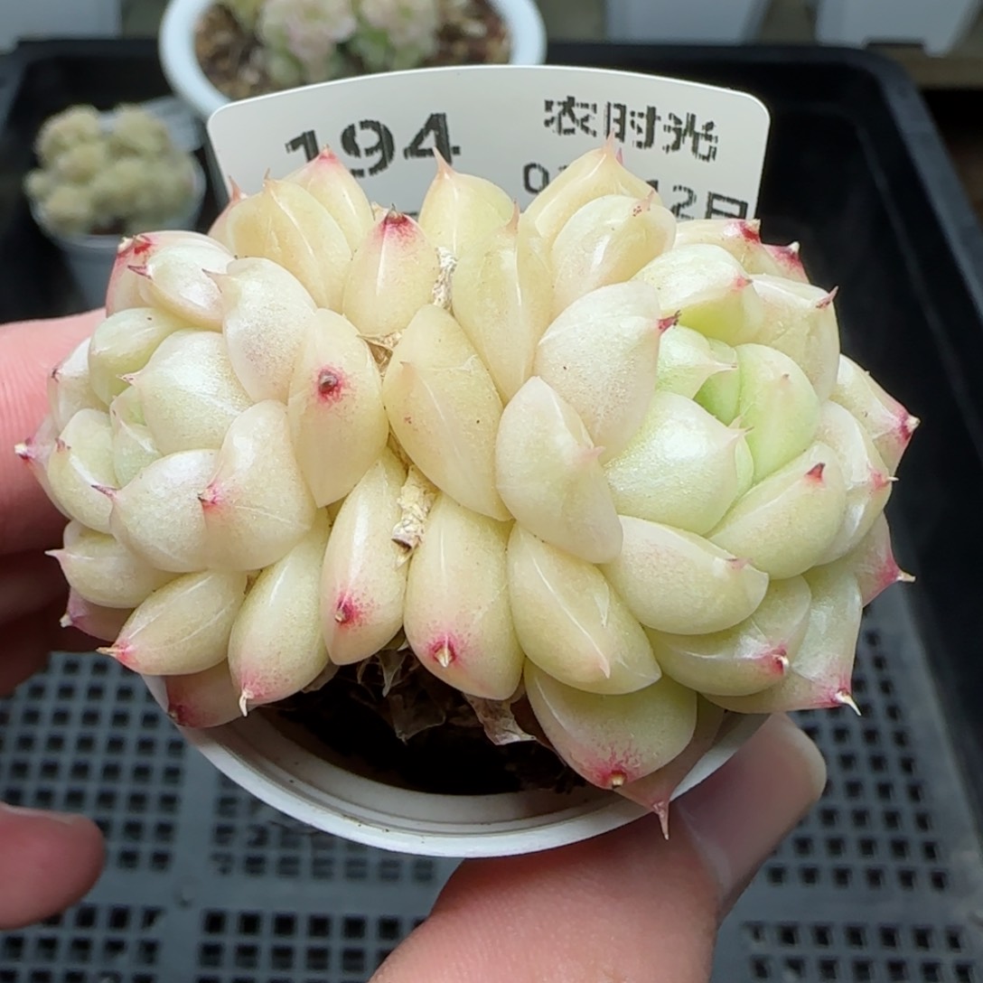 0212-194麦秆包子