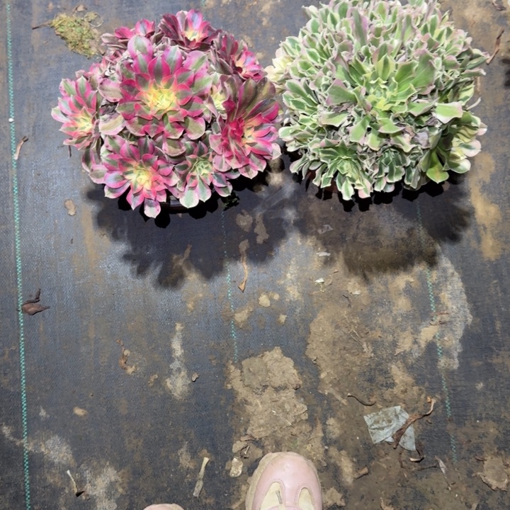 一单包邮不包侧枝128