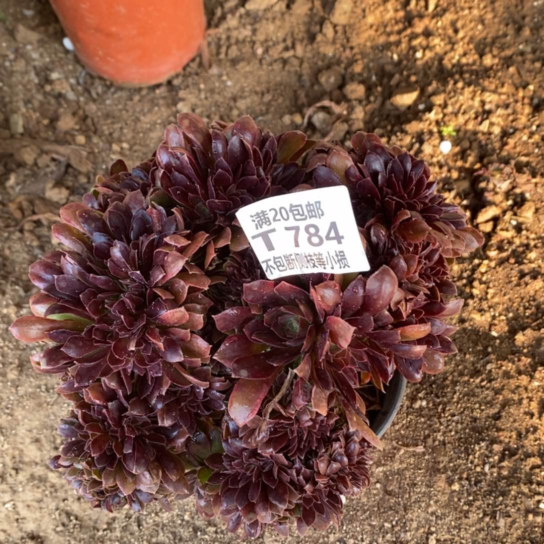 娜迦女王缀化多肉法师锦，784