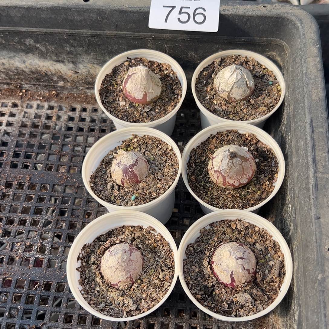 量拍以下3盆灯泡带盆土发。756