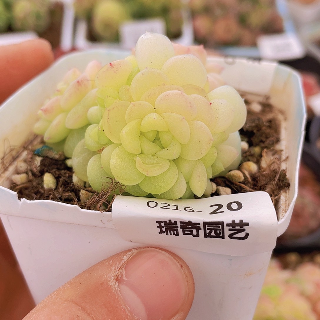 00000000000020量拍