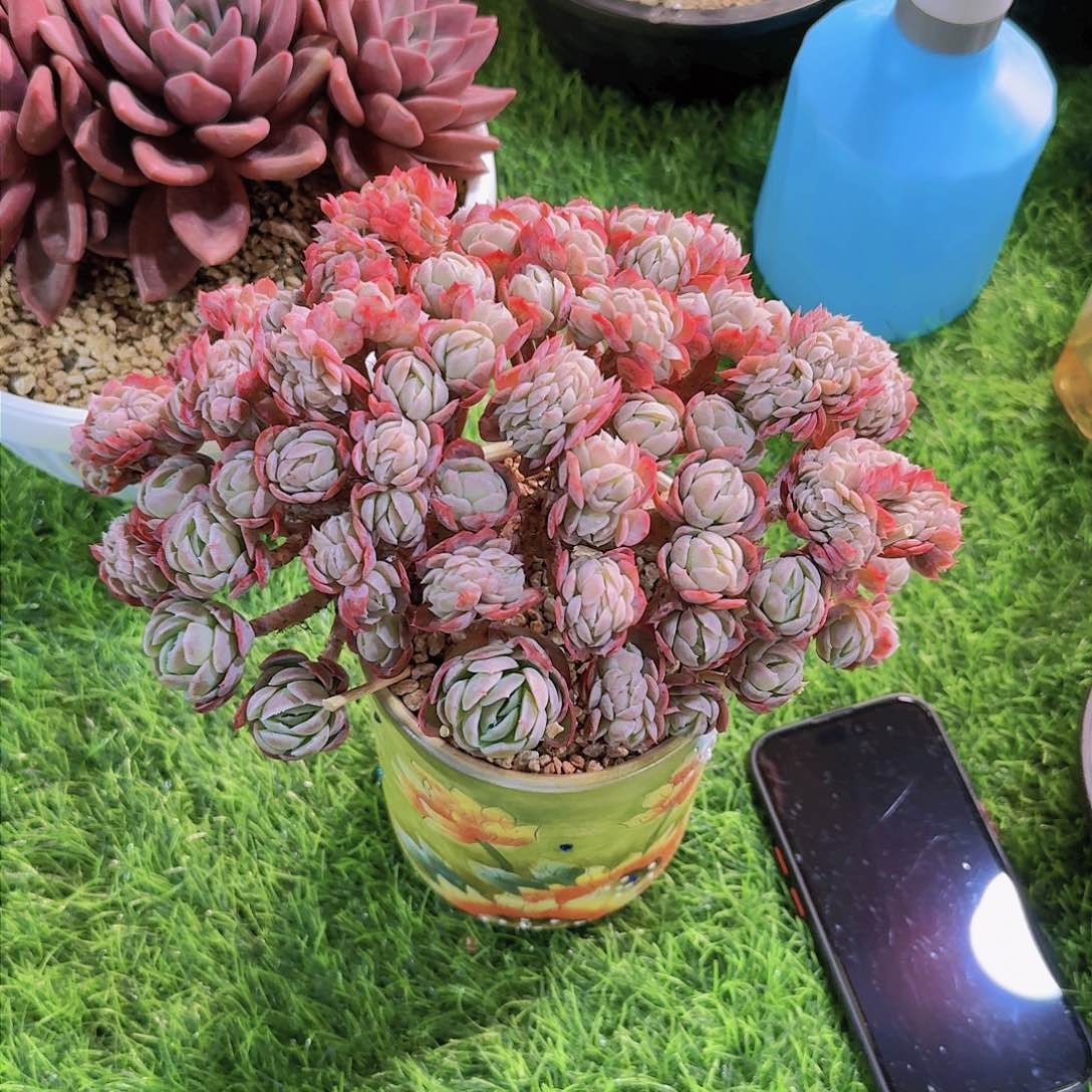 贝瑞小树多肉一物一拍