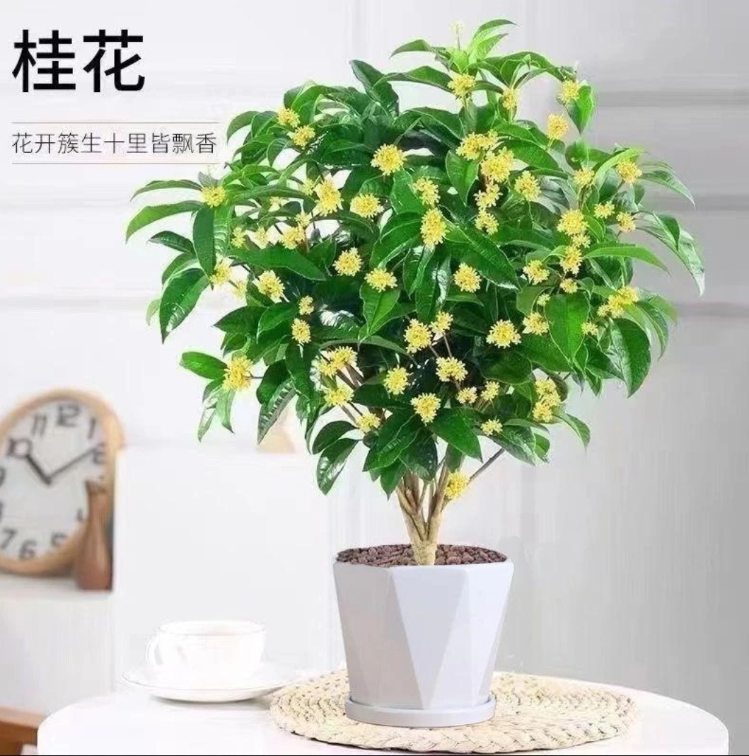 四季桂浓香型盆栽好养可室内外种植开花带香味花卉绿植