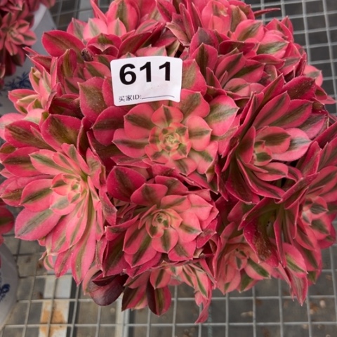 611女巫20厘米左右