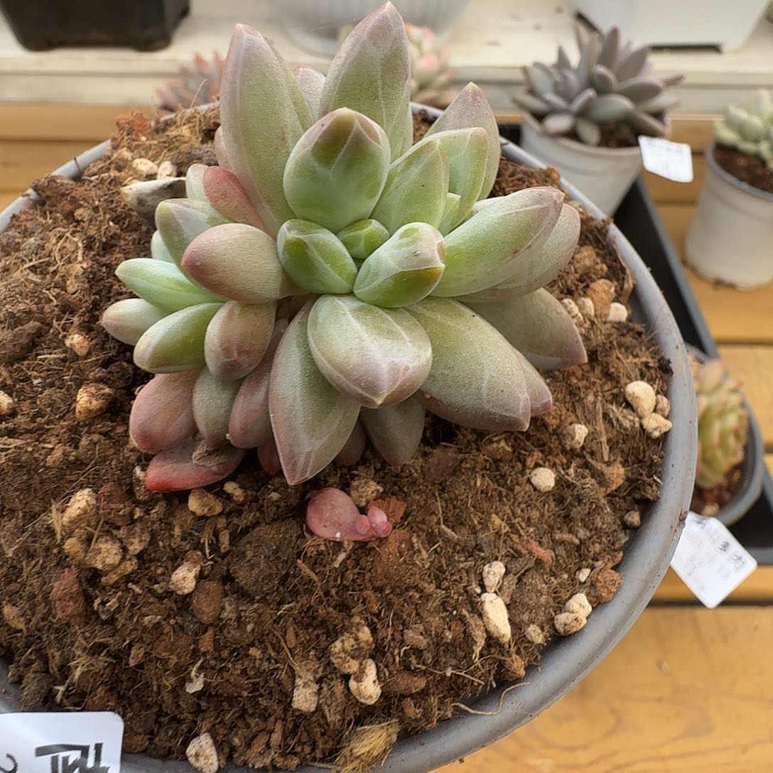 雪戴利11111213-63