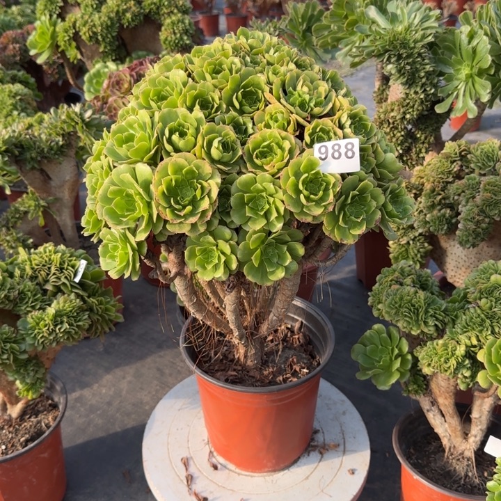 静***静多肉植物绿朵朵988