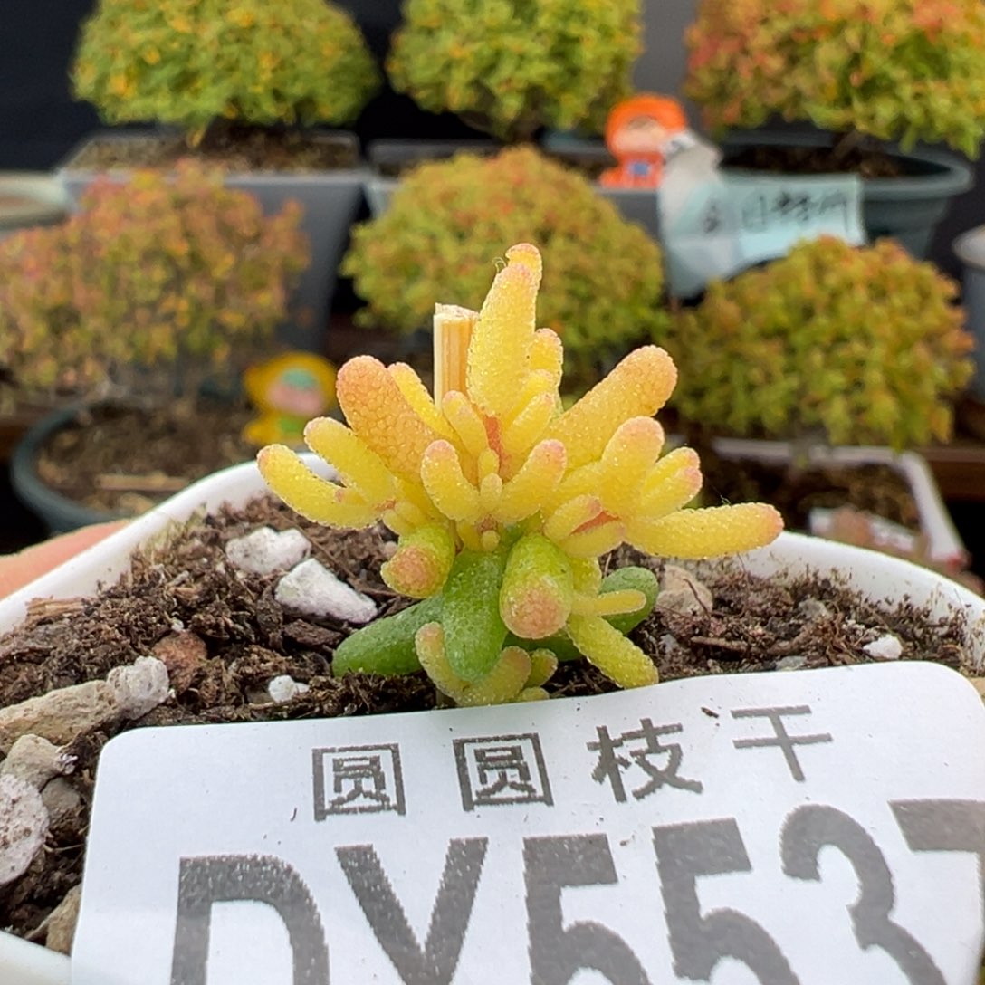 dy5537小可爱糖球黄化锦盆口5cm
