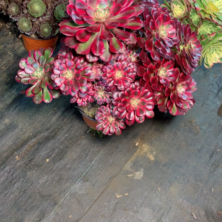 丽娜多肉11111111