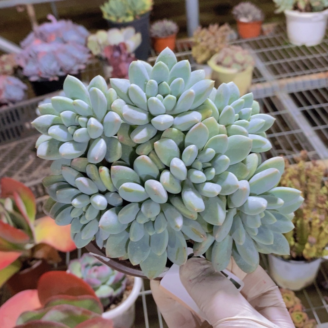 0477奶糖手捧一物一拍