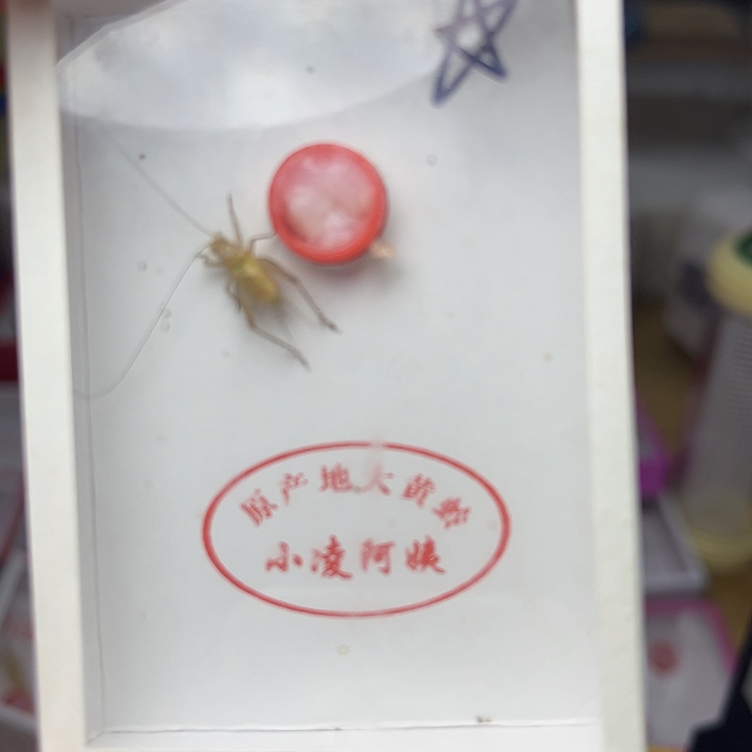 蚂蚁工坊大黄。      