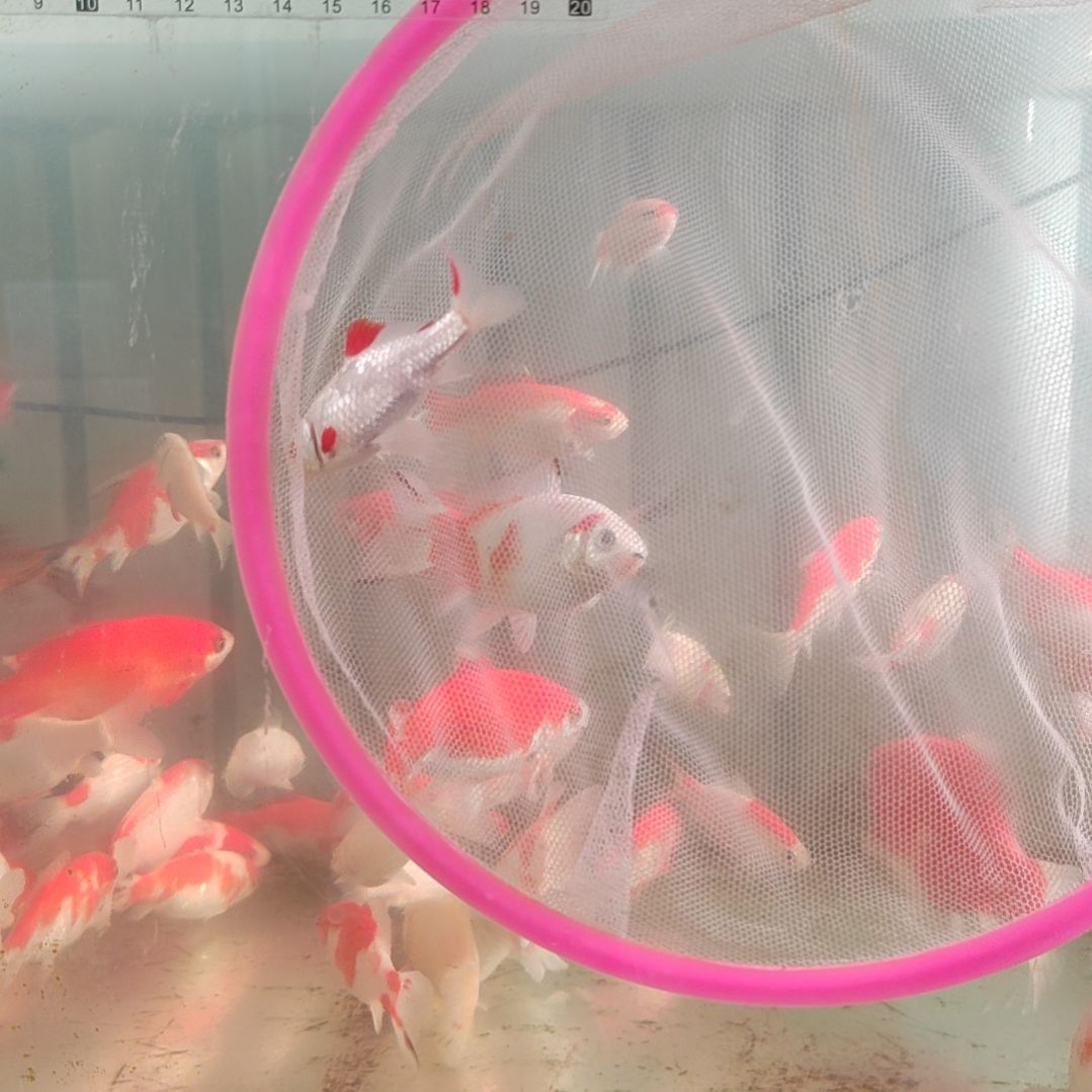 龙睛金鱼短尾草金冷水鱼