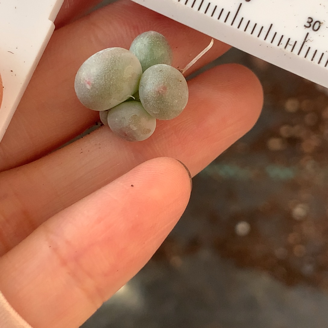 米可奶黄米可奶酪哦