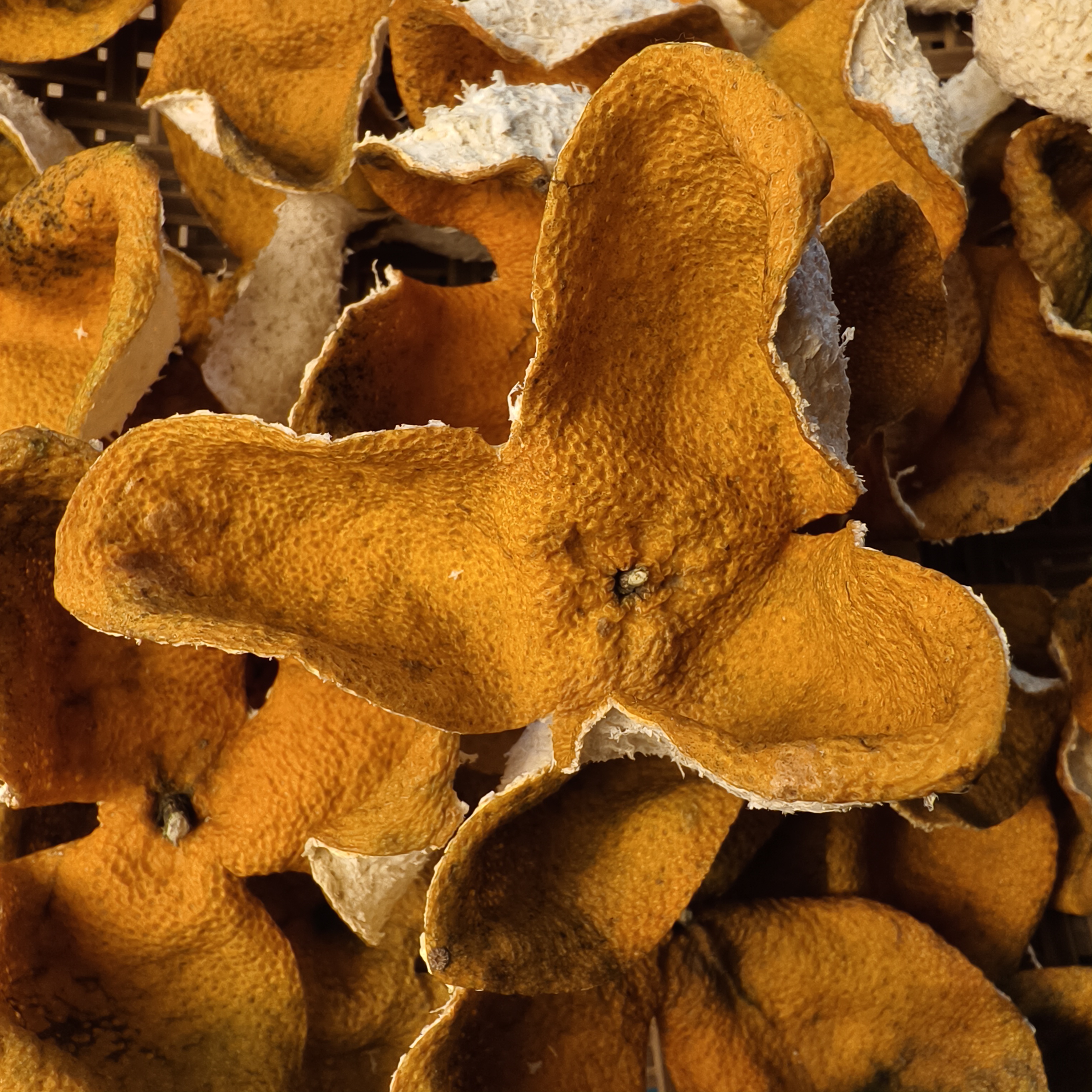 2022礼乐大红皮干皮陈皮代用茶陈皮茶