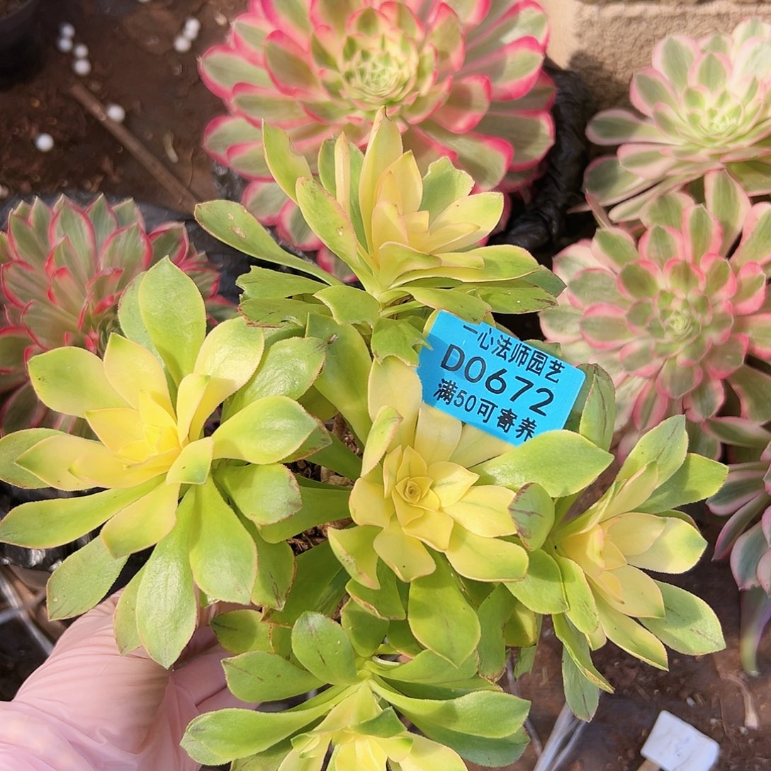 荷兰0672多肉植物多肉植物