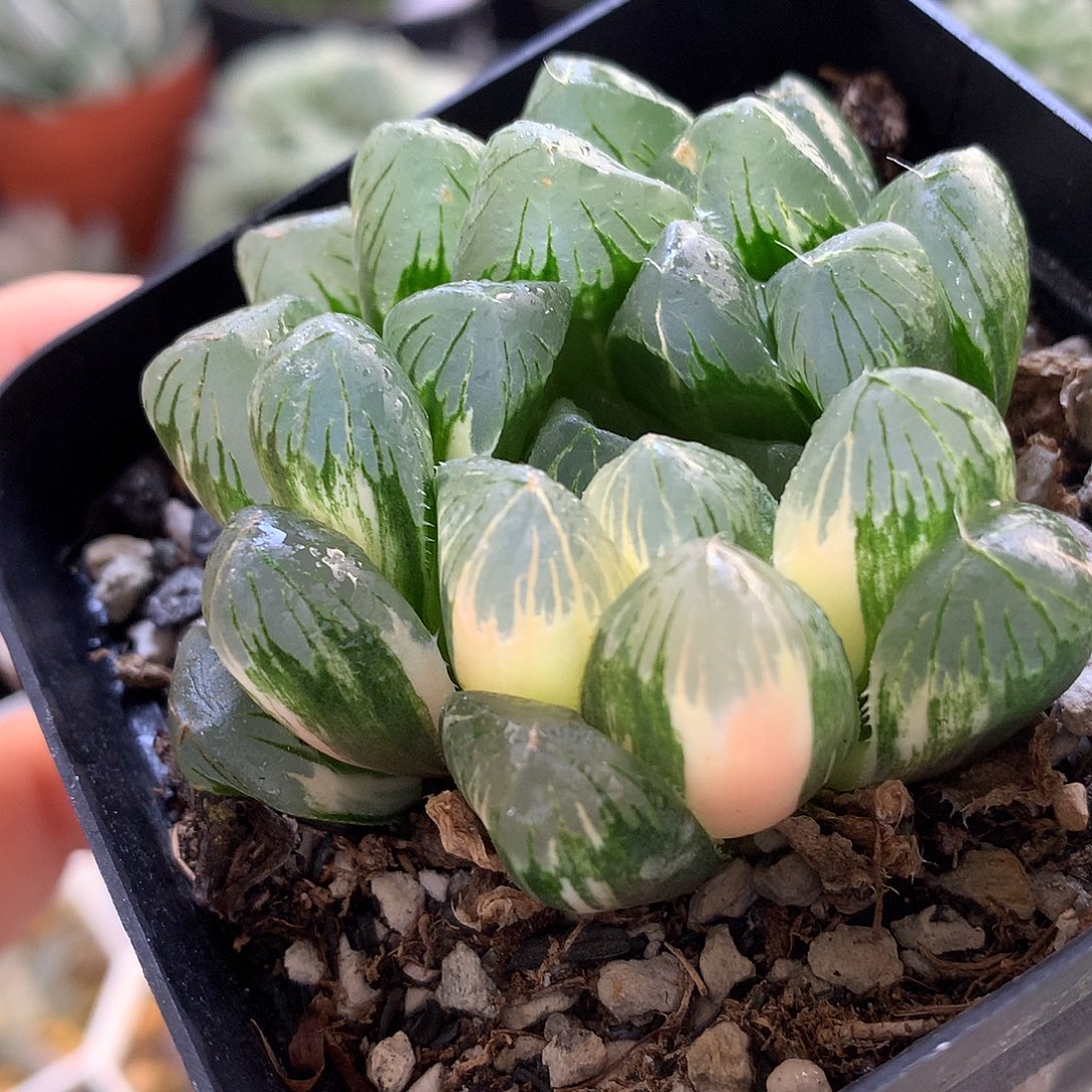 夏沫玉露锦带盆土实生