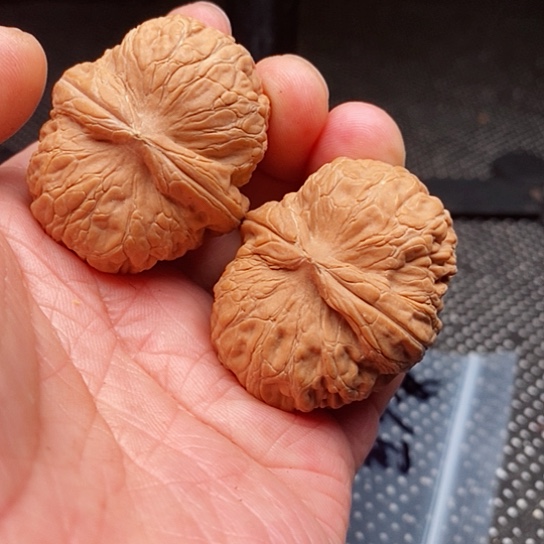 文玩核桃把件卷*哥元宝