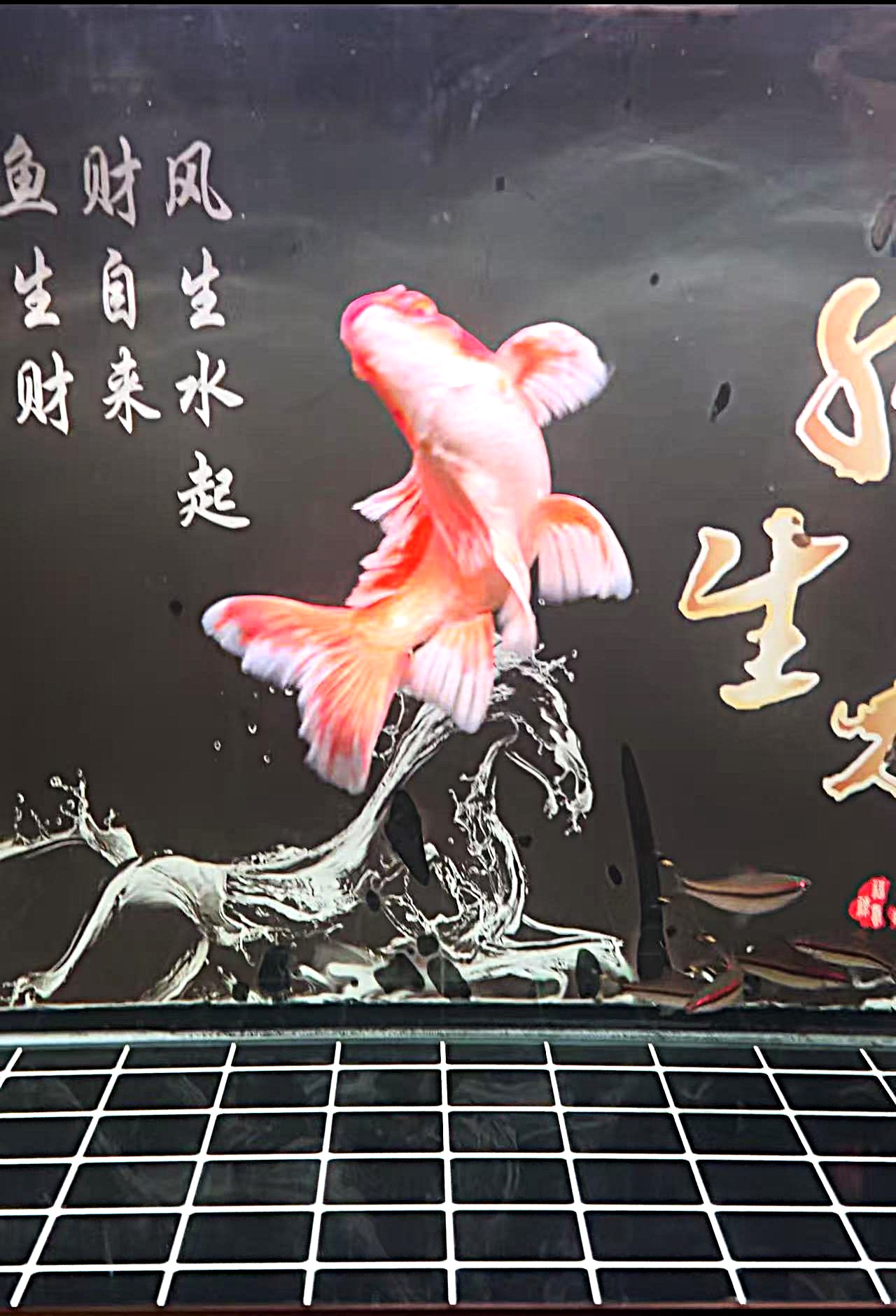  精品纯种白色蝴蝶鲤大鳍大尾