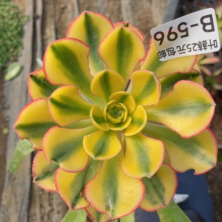 596太阳神有砍嫁接不包掉头12345678