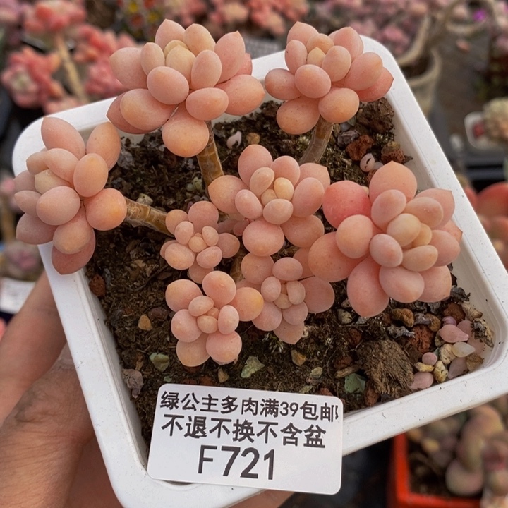 鱼子酱老桩8cm721多肉植物